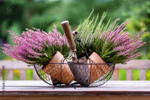 Blooming heathers in a basket on a table in the garden.