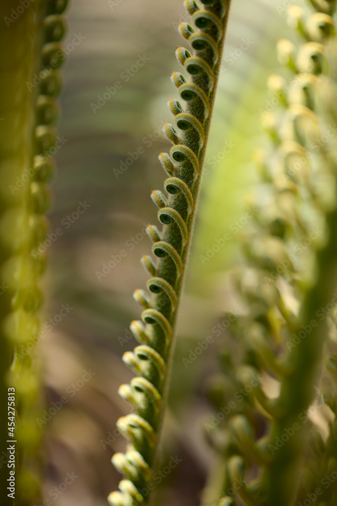 unfurling leaf of cycad plant natural macro floral background unfurling leaf of cycad plant natural macro floral background