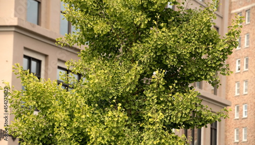 Maidenhair tree in front of a tall building in Bellingham