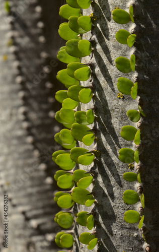 Alluaudia ascendens, plant endemic  to Madagascar natural macro floral background
 photo