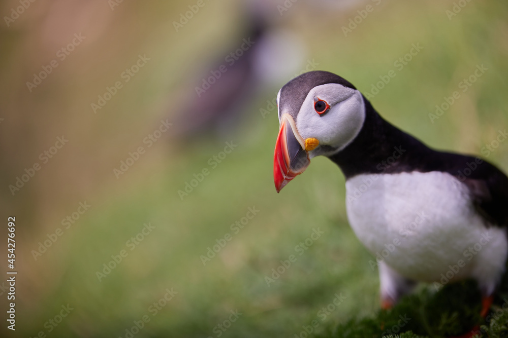 puffin standing on a rock cliff . fratercula arctica puffin standing on a rock cliff . fratercula arctica