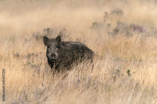wild boar (Sus scrofa), also known as the wild swine or Eurasian wild pig, in the forest of National Park Hoge Veluwe in the Netherlands. 