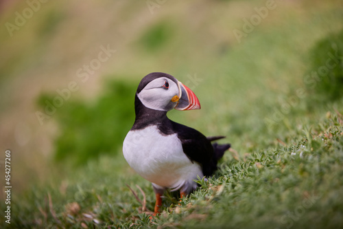 puffin standing on a rock cliff . fratercula arctica © JORGE CORCUERA