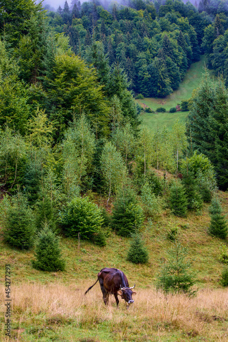 beautiful landscape in the mountain area in the Carpathian mountains Romania © czamfir