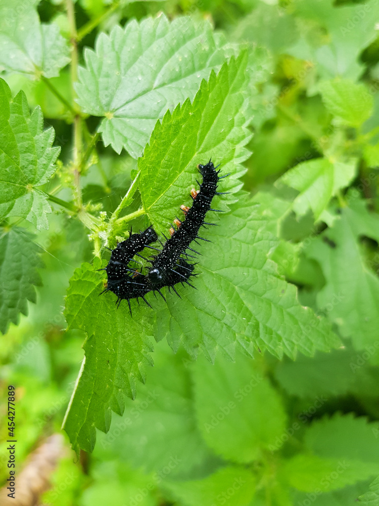 Fototapeta premium Black Peacock-eye butterfly caterpillars (Aglais io, formerly Inachis io) close-up sitting on nettles