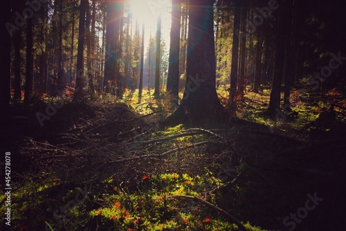 Sonnenstrahlen zwischen den B  umen