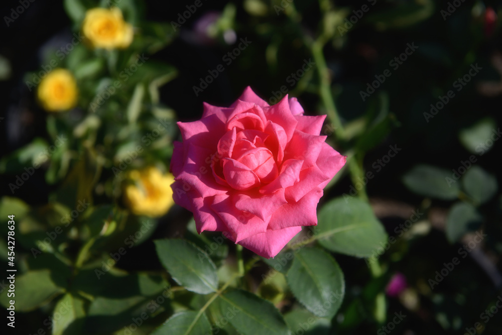 pink rose in garden pink rose in garden