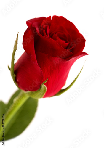 Beautiful dark red rose isolated on white background 