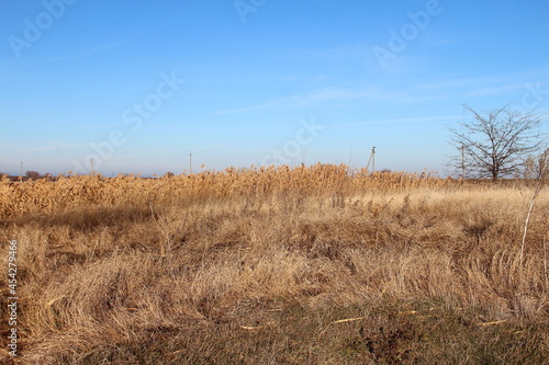 Reeds, field and electric poles