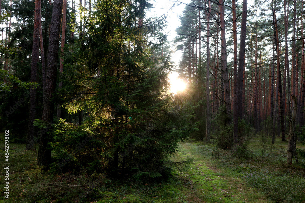 The concept of the arrival of autumn days. Forest road on the background of the setting sun on a September day