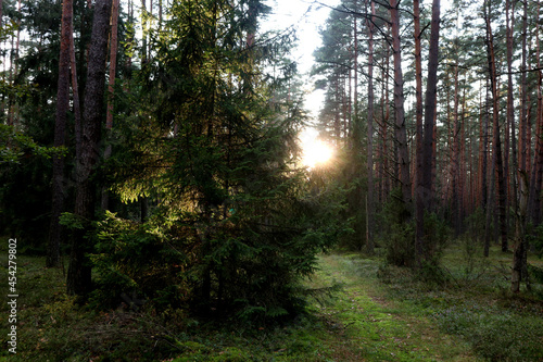 The concept of the arrival of autumn days. Forest road on the background of the setting sun on a September day