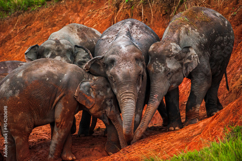 Herd of Asian Elephants feeding on salt lick.