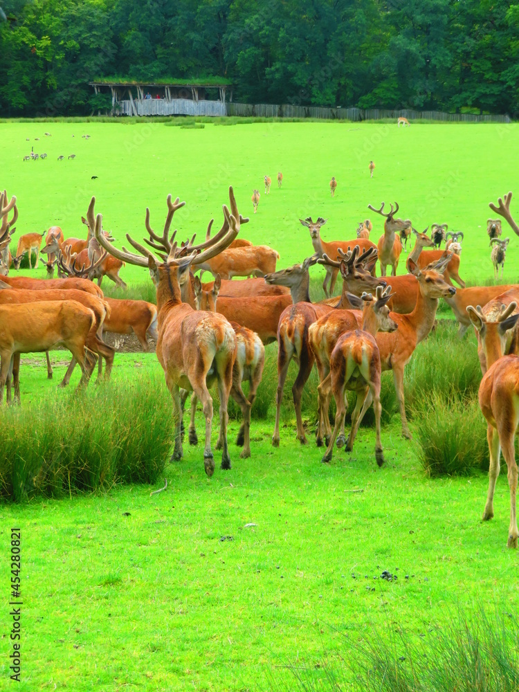 Cerfs Cerfs