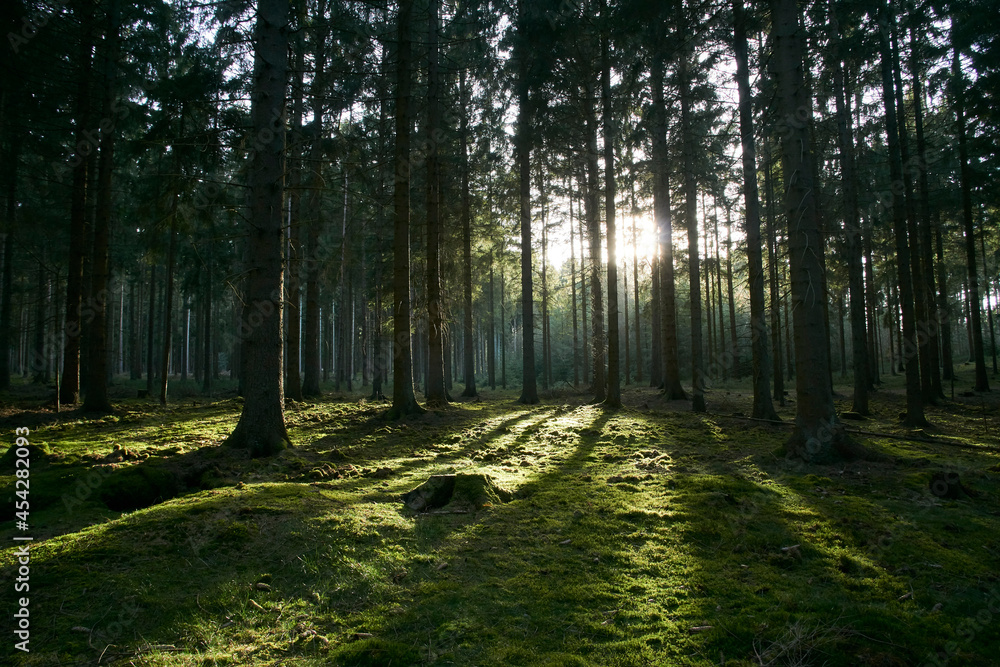Wald Wald