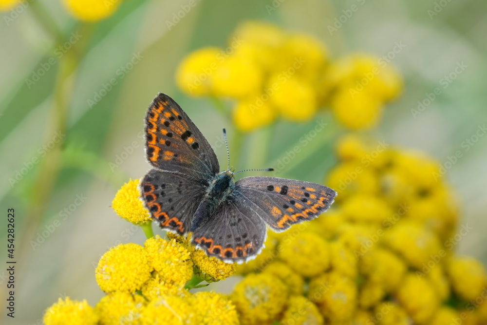 Butterfly sooty copper female sitting on the yellow flower. Lycaena tityrus. Butterfly sooty copper female sitting on the yellow flower. Lycaena tityrus.