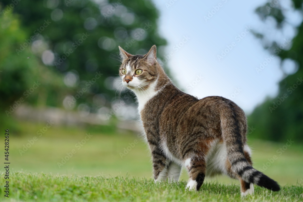 Beautiful colorful cat standing on the meadow. Felis silvestris catus.