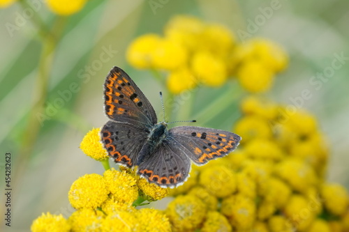 Butterfly sooty copper female sitting on the yellow flower. Lycaena tityrus.