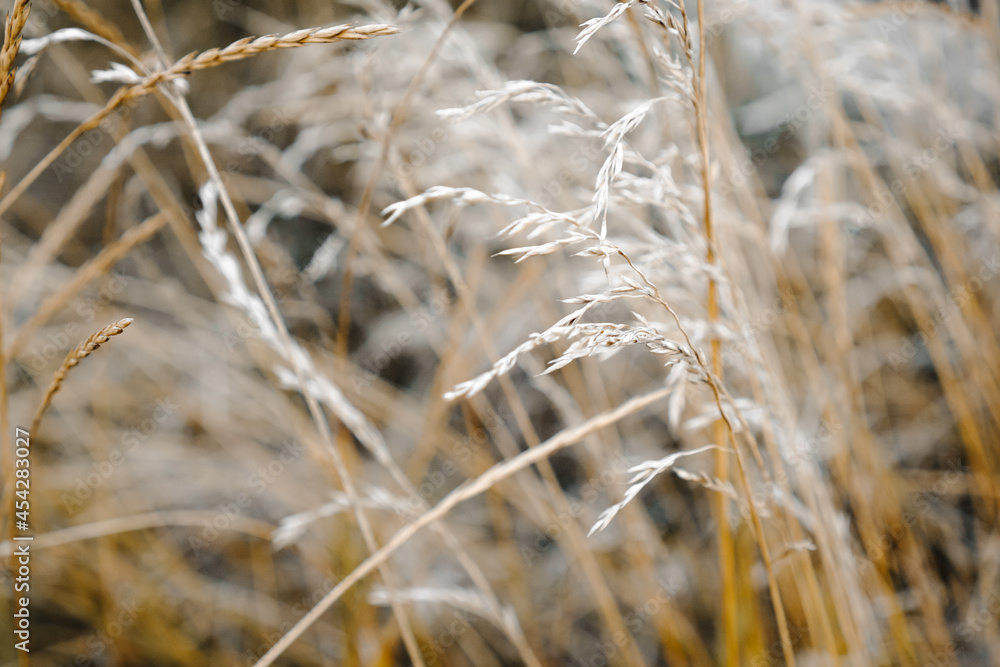 Abstract nature background. Stalks of dry tall grass. Wild reeds grass field. Countryside landscape. Abstract nature background. Stalks of dry tall grass. Wild reeds grass field. Countryside landscape.