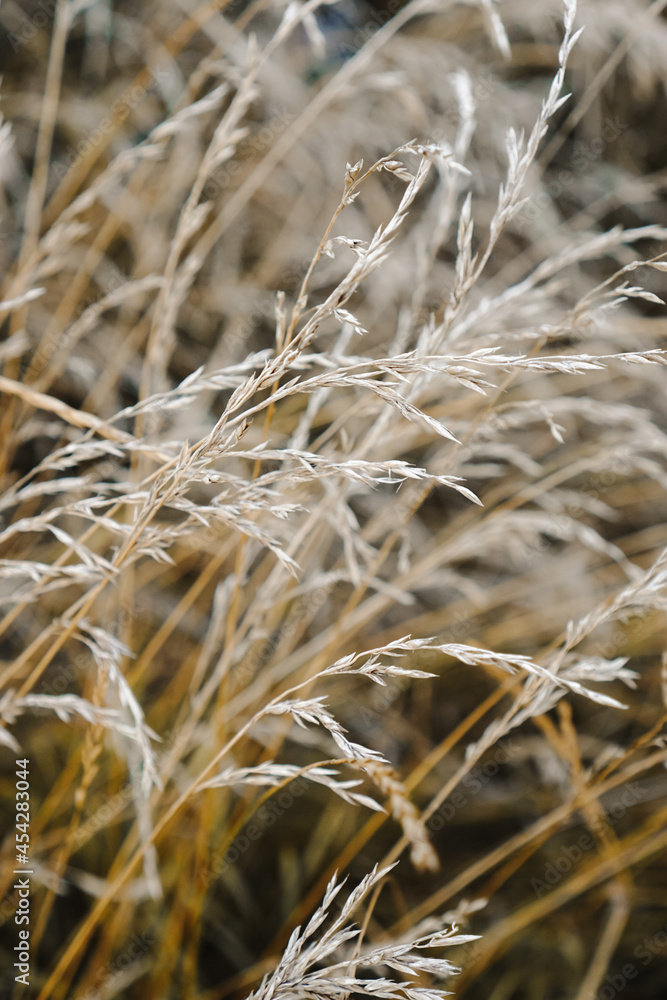 Obraz premium Abstract nature background. Stalks of dry tall grass. Wild reeds grass meadow.