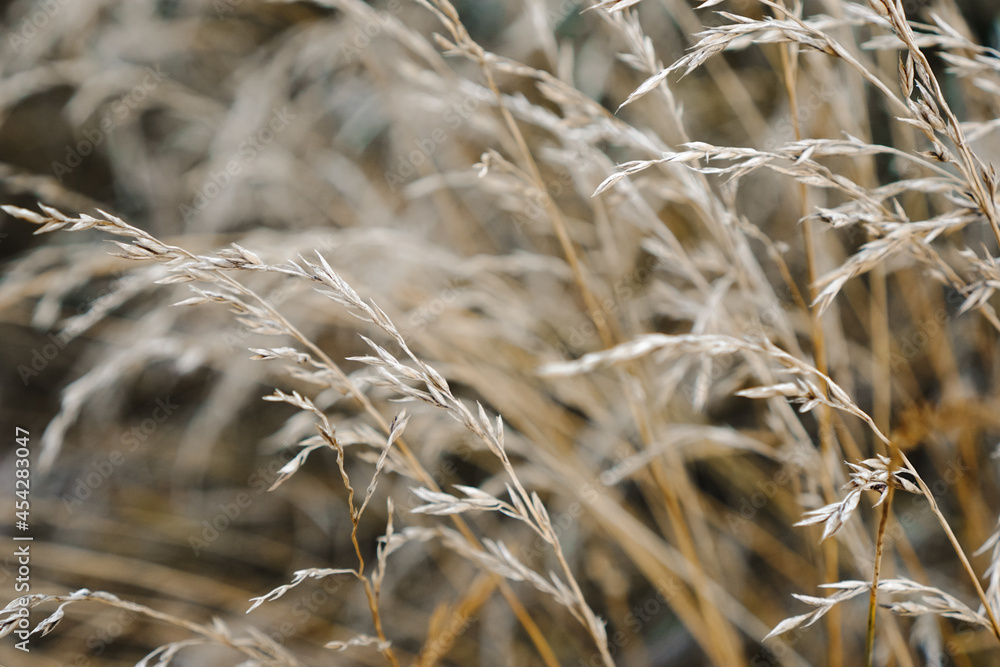 Fototapeta premium Abstract natural background. Stalks of dry tall grass. Wild reeds grass close up. Countryside nature.