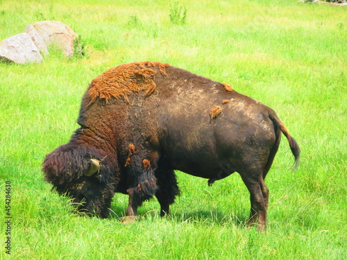 Bison