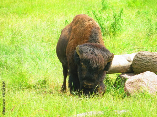 Bison