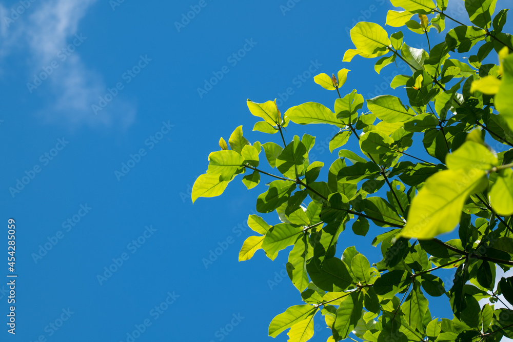 Obraz premium blue sky