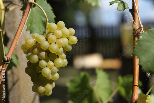 bunch of white grapes ripens on a branch in the yard. sweet garden decoration