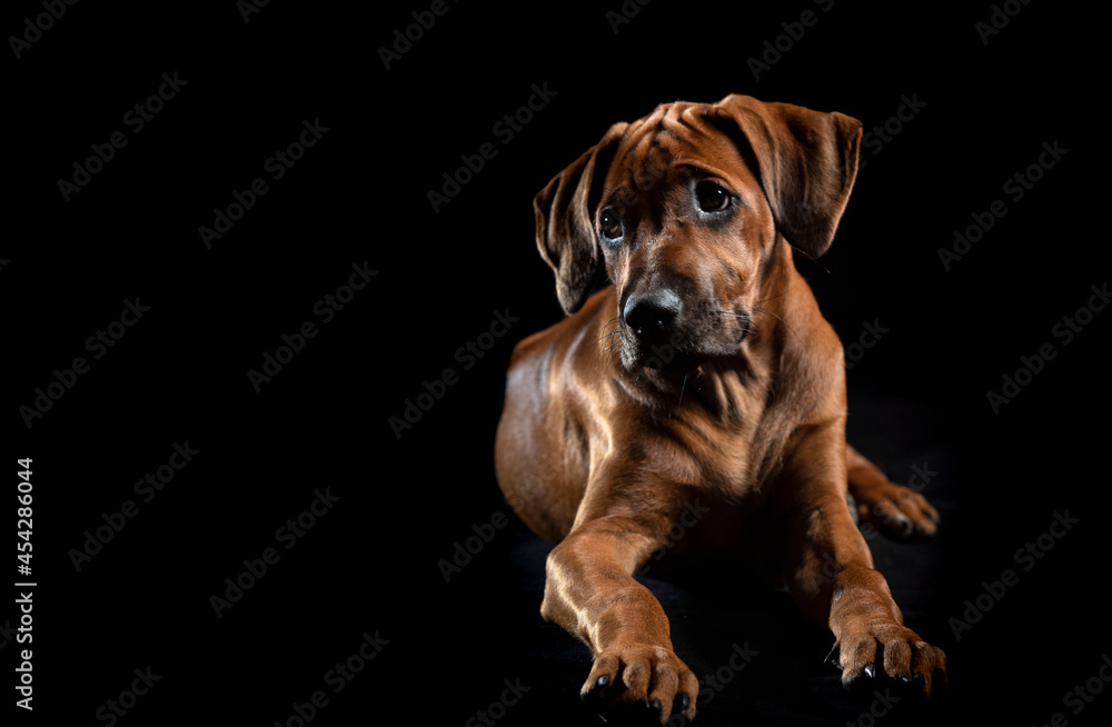 Ridgeback auf schwarz, Hundewelpe, Fell, schwarz Ridgeback auf schwarz, Hundewelpe, Fell, schwarz