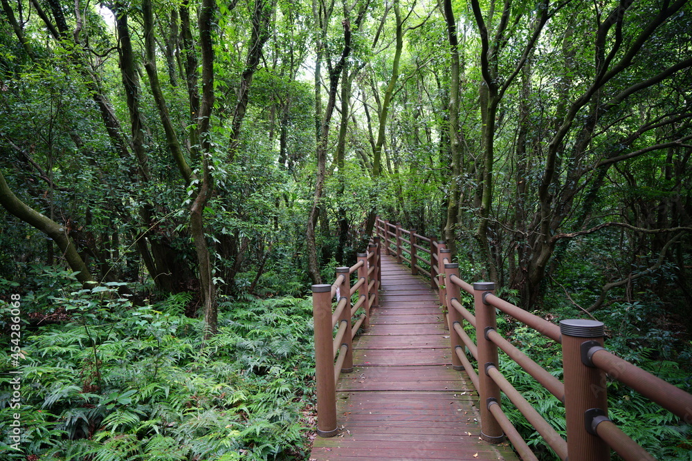 a wonderful walkway in spring forest a wonderful walkway in spring forest