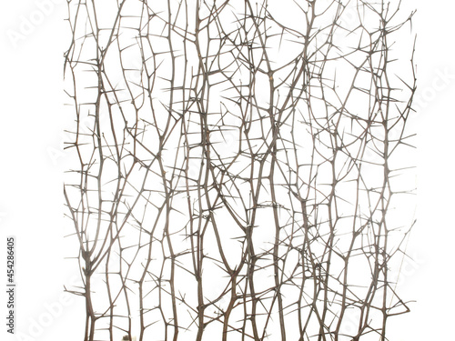 Dry branches of blackthorn with long needles and without leaves isolated on white background.