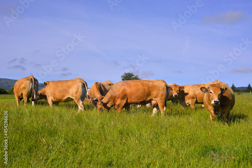 Deux vaches Aubrac curieuses dans le troupeau, département du Puy-de-Dôme en région Auvergne-Rhône-Alpes, France © didier salou