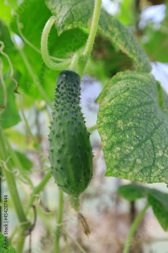 Young cucumber plants with yellow flowers. Juicy fresh cucumber close-up on the background of leaves