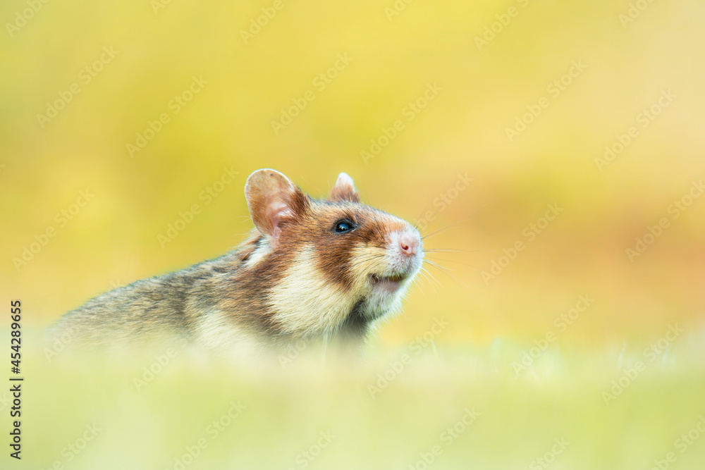 European hamster (Cricetus cricetus), with a beautiful green coloured background. An amazing endangered mammal with brown hair sitting in the grass in the cemetery. Wildlife scene from nature, Austria