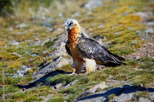 Adult Bearded vulture, Gypaetus barbatus or Lammergeier in full orange color plumage sitting on green mossy rock. Close up, side view, low angle. Wild bird, Spanish Pyrenees, Spain.