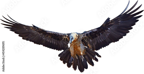 Isolated on white background  Bearded vulture  Gypaetus barbatus or Lammergeier in full   wingspan  ladning. Close up   front view. Wild bird  snowing  autumn in Spanish Pyrenees  Spain.