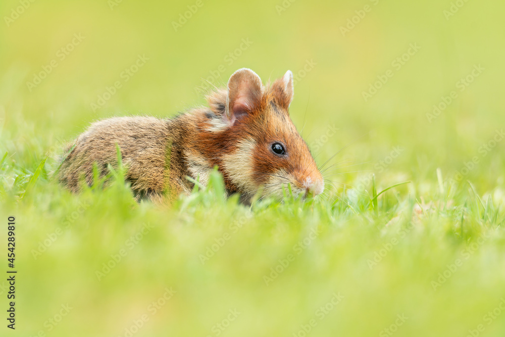 European hamster (Cricetus cricetus), with a beautiful green coloured background. An amazing endangered mammal with brown hair sitting in the grass in the cemetery. Wildlife scene from nature, Austria European hamster (Cricetus cricetus), with a beautiful green coloured background. An amazing endangered mammal with brown hair sitting in the grass in the cemetery. Wildlife scene from nature, Austria