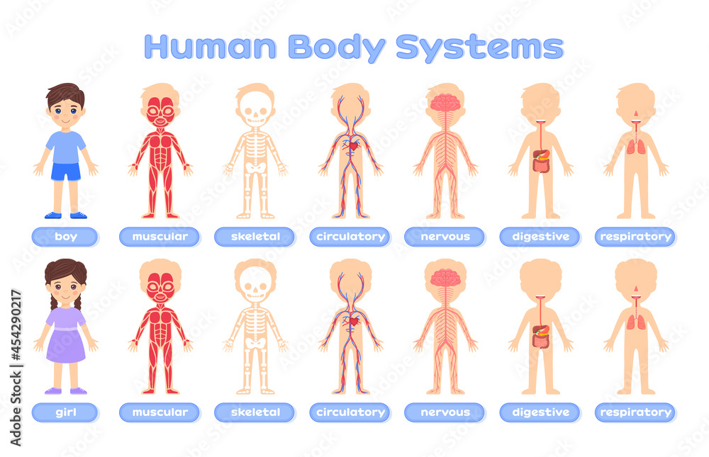 Cartoon infographic set with the baby body system. Human body system: skeletal,muscular,circulatory,nervous,digestive,respiratory.Medical infographics.Flat color style.White background.Vector. Cartoon infographic set with the baby body system. Human body system: skeletal,muscular,circulatory,nervous,digestive,respiratory.Medical infographics.Flat color style.White background.Vector.