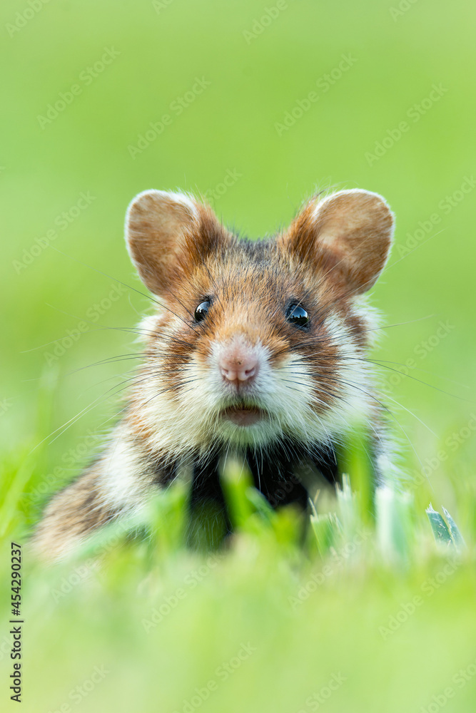 European hamster (Cricetus cricetus), with a beautiful green coloured background. An amazing endangered mammal with brown hair sitting in the grass in the cemetery. Wildlife scene from nature, Austria European hamster (Cricetus cricetus), with a beautiful green coloured background. An amazing endangered mammal with brown hair sitting in the grass in the cemetery. Wildlife scene from nature, Austria