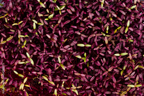 Natural texture: macro shot of healthy fresh micro green beet sprouts