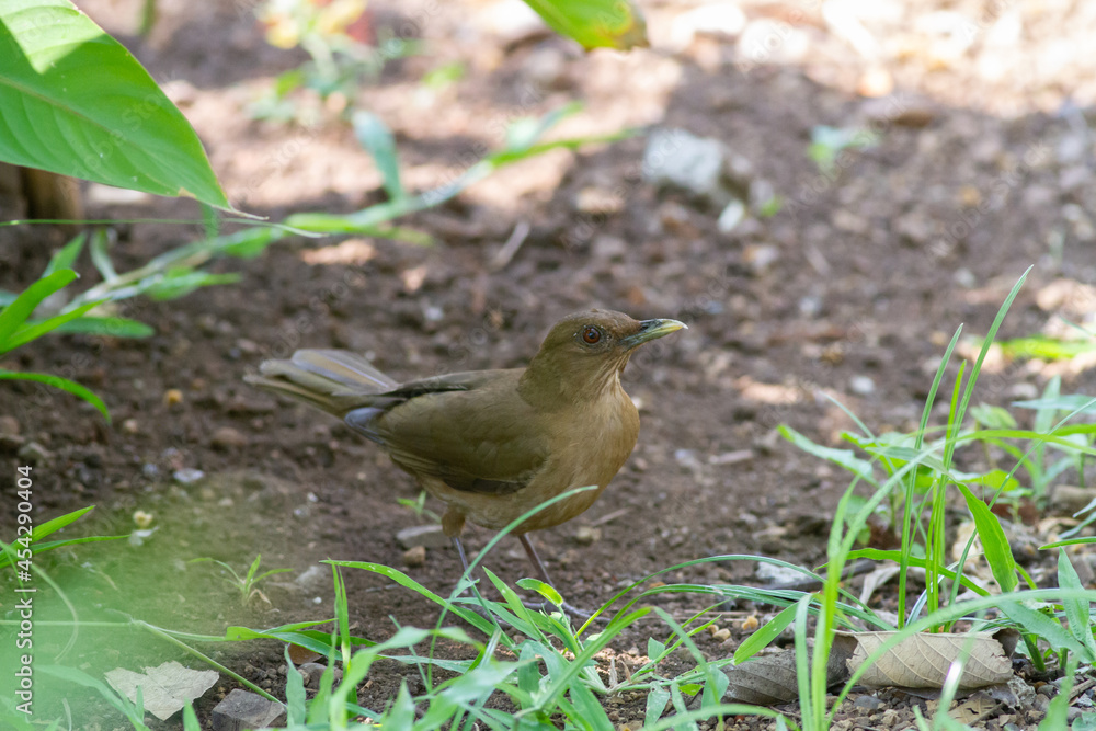 地面に降りて餌を探すバフムジツグミ 地面に降りて餌を探すバフムジツグミ