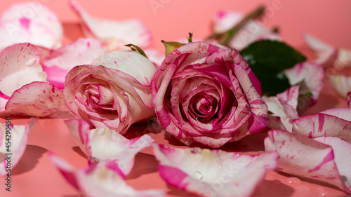 red and white roseon a pink background in petals and water drops