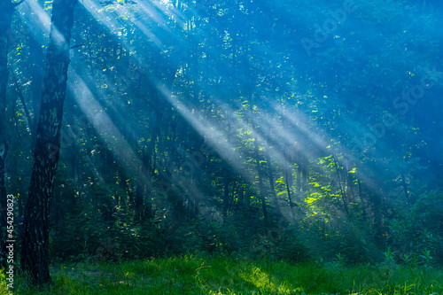 Rays of light making their way through the foliage of trees in the park. Summer background with forest vegetation and wonderful light.