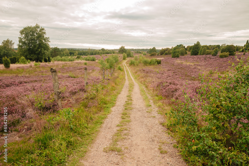 Dirt road through the heather. Heathland in Germany. Vacation in the country in Germany or Holland 