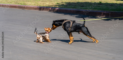 Canvas Print Big and small dog friends on street
