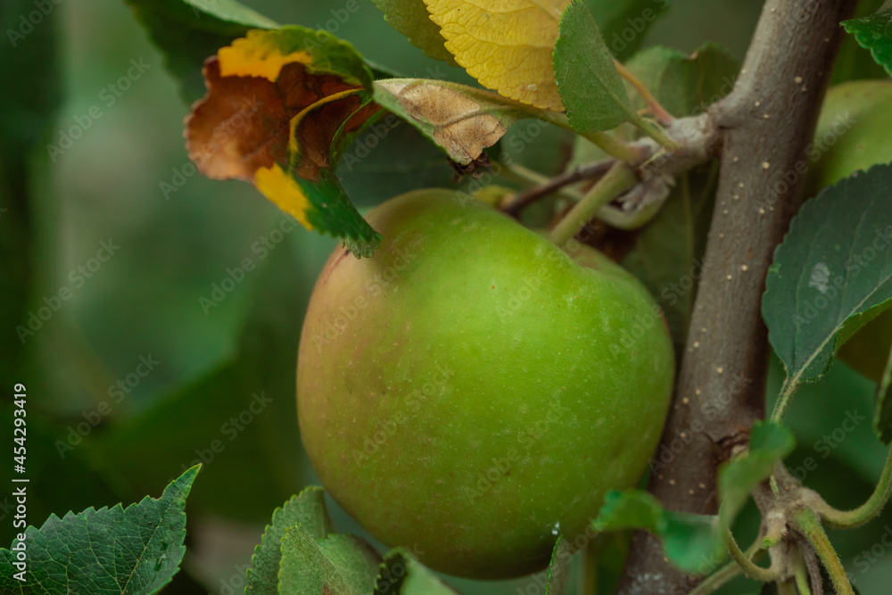 apples on a tree