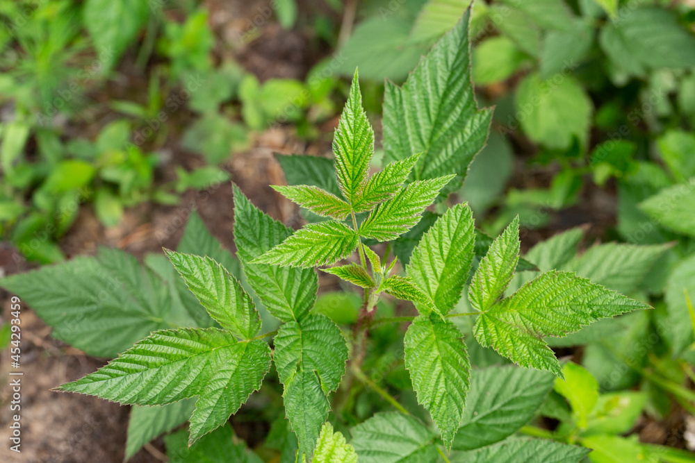 Spring gentle leaves and buds of European red raspberry Rubus idaeus . Green buds on a branch in spring, selective focus, close-up image. Spring gentle leaves and buds of European red raspberry Rubus idaeus . Green buds on a branch in spring, selective focus, close-up image.