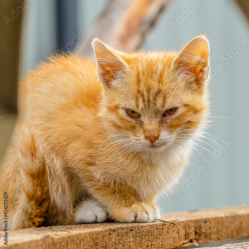 A small red kitten is sitting on the board with sleepy eyes.