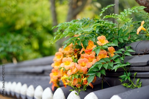 기와 지붕 위의 능소화(a trumpet creeper on a tiled roof. flower) photo