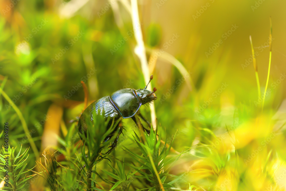 Blue metallic earth-boring dung beetle and sunlight, soft selective focus Blue metallic earth-boring dung beetle and sunlight, soft selective focus